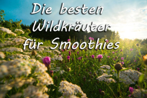 Wildkräuter für Smoothies