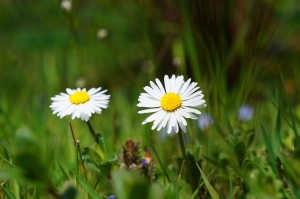 Gänseblümchen